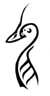 tribal bird image tattoos